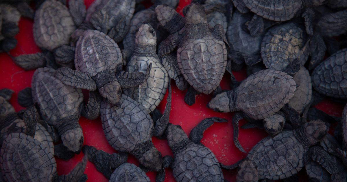 Rangers concerned deep water port could threaten Congo's sea turtles